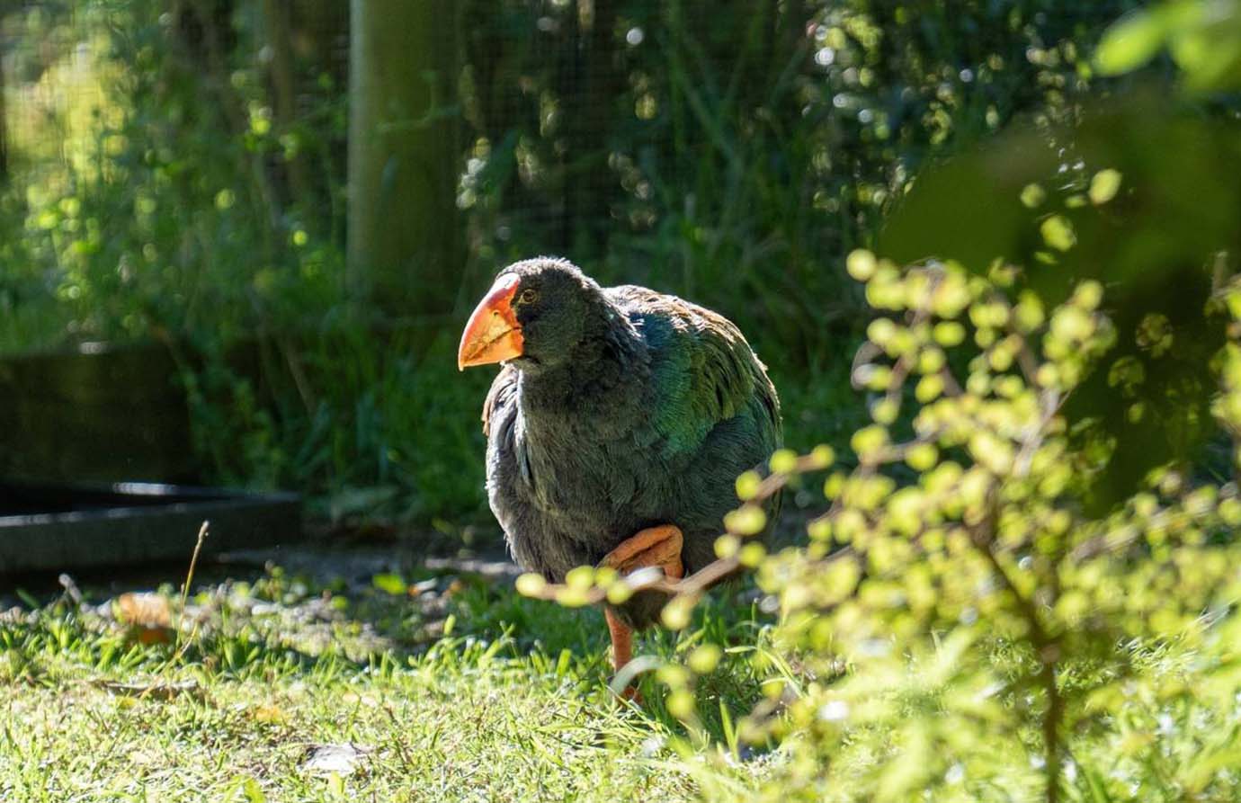 Exploring New Zealand’s South Island: Nature’s Bounty Unveiled